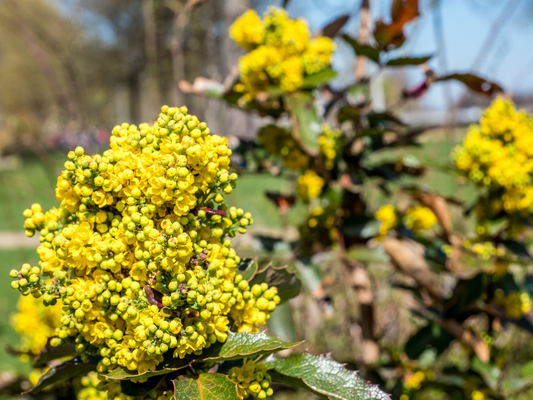 What is All The Buzz Around Berberine